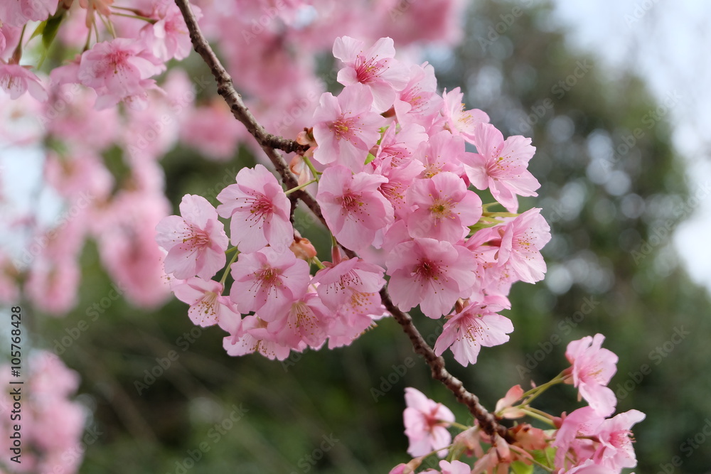 Fototapeta premium 桜