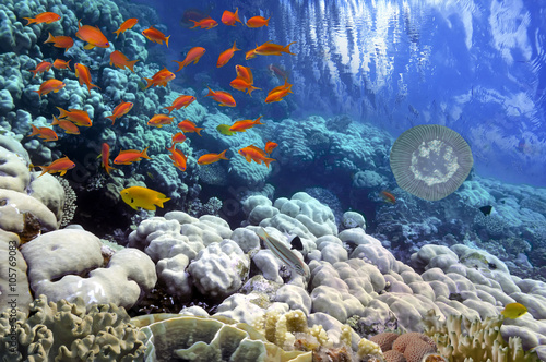 tropikalna-ryba-i-twarde-koralowce-w-morzu-czerwonym