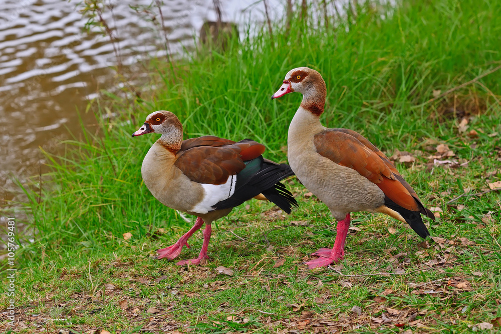 Obraz premium Egyptian Gooses