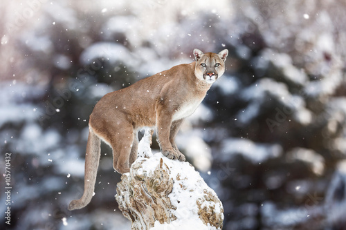 Portrait of a cougar, mountain lion, puma, panther, striking a p