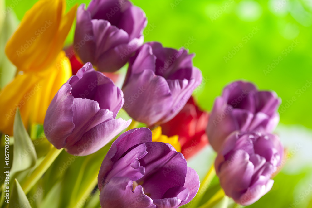 Colorful tulips on nature background Colorful tulips on nature background