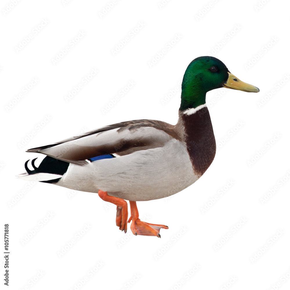 Obraz premium A drake, isolated on white background