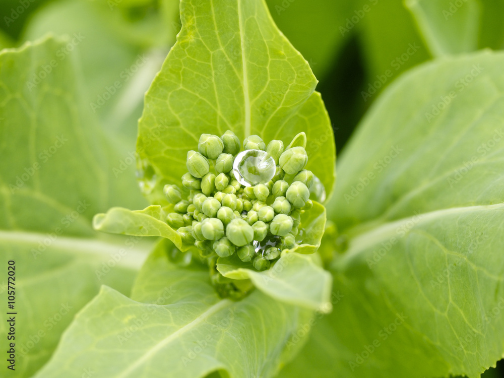 水滴付きの菜の花 水滴付きの菜の花