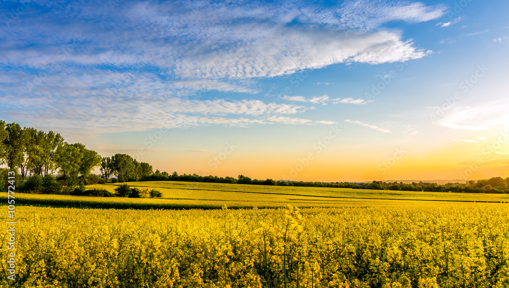 Obraz premium Yellow rapeseed field