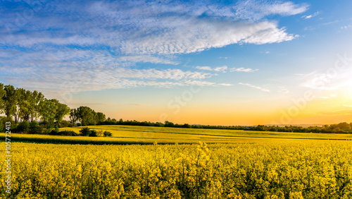 Yellow rapeseed field photo