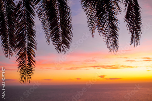 Palm leaves on the sky background on the sunrise. Focused on the sky © rh2010