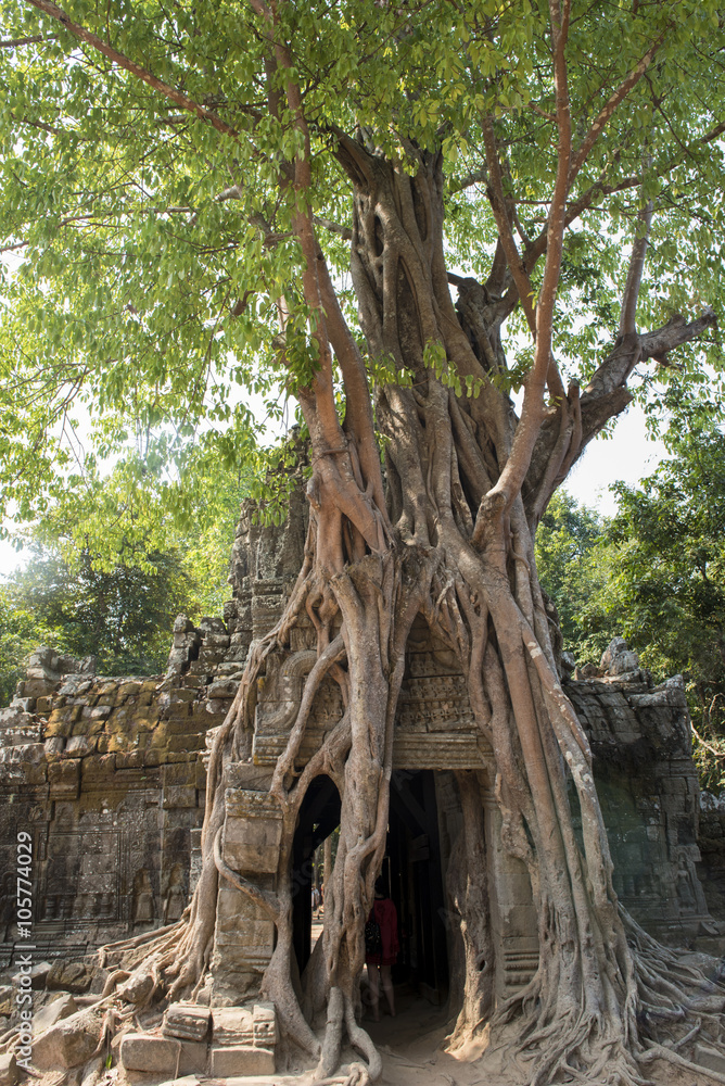 Fig tree engulfing a building in Ta Som, Cambodia Fig tree engulfing a building in Ta Som, Cambodia