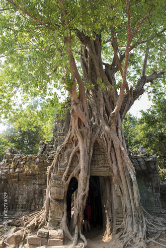 Fig tree engulfing a building in Ta Som, Cambodia