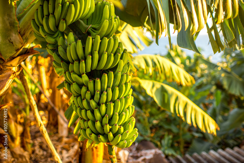 Green banana bunch on the banana plantation on Canarian island photo