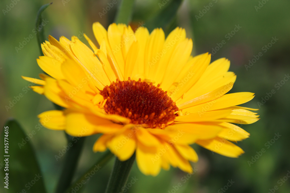 Calendula officinalis Calendula officinalis