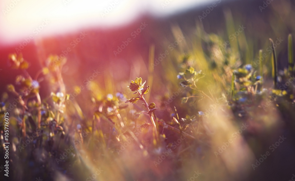 abstract defocused spring grass with sunlight