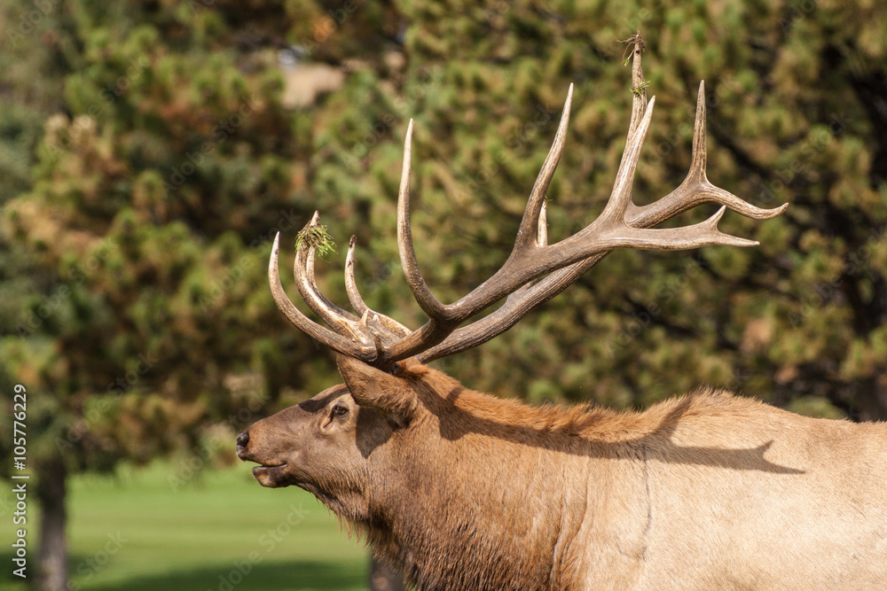 Bull Elk Bugling