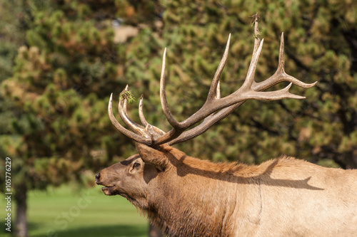 Bull Elk Bugling