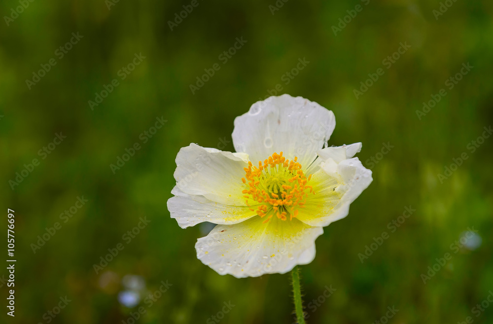 white poppy white poppy