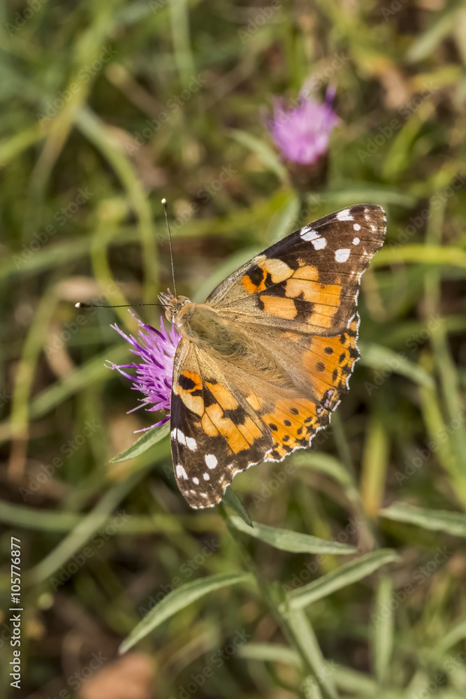 Vanessa cardui, Painted Lady butterfly from Lower Saxony, Germany Vanessa cardui, Painted Lady butterfly from Lower Saxony, Germany