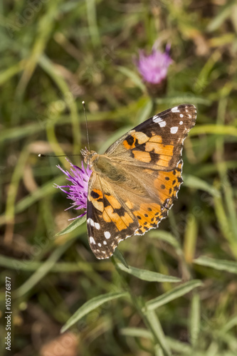 Vanessa cardui, Painted Lady butterfly from Lower Saxony, Germany © Child of nature