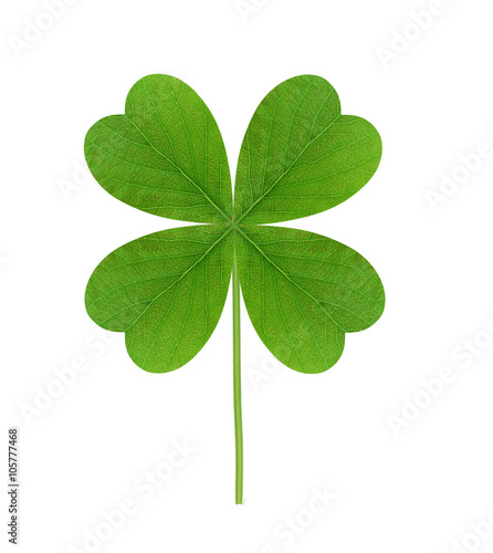 Leaf of clover isolated on white background