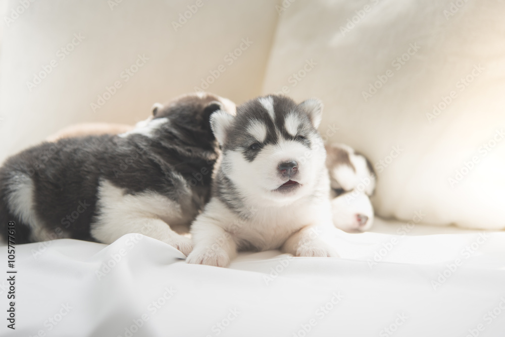 Cute siberian husky puppies lying on white bed