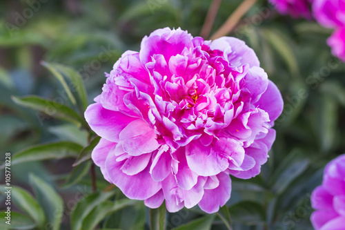 pink peony flower