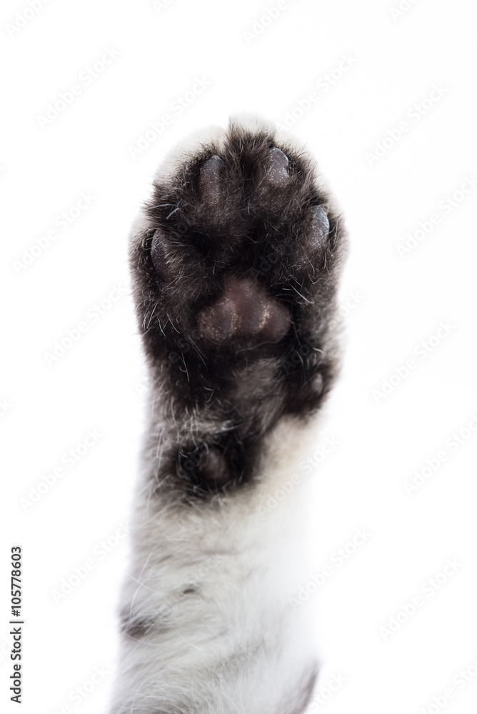 Obraz premium paw isolated on white background