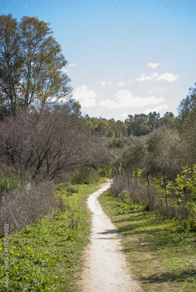 Lonely path in the field with blue sky and white clouds