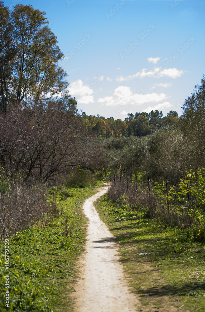 Lonely path in the field with blue sky and white clouds