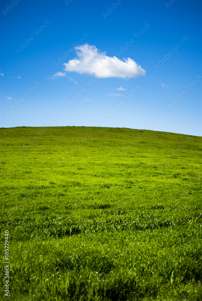Obraz premium Green grass field with white clouds on blue sky