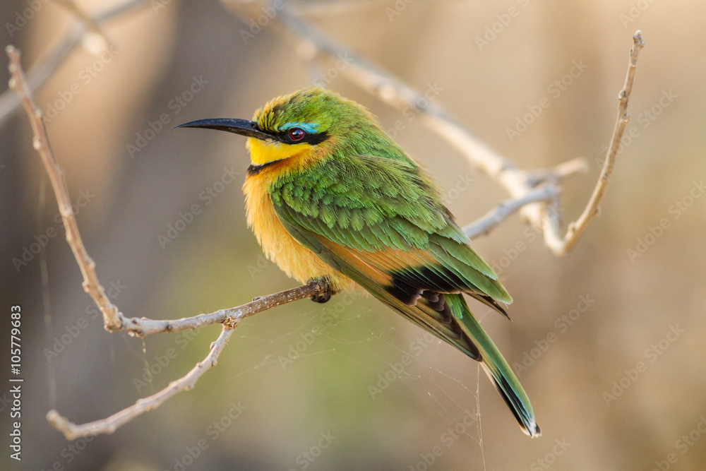 Little bee-eater (Merops pusillus), Botswana, Africa Little bee-eater (Merops pusillus), Botswana, Africa