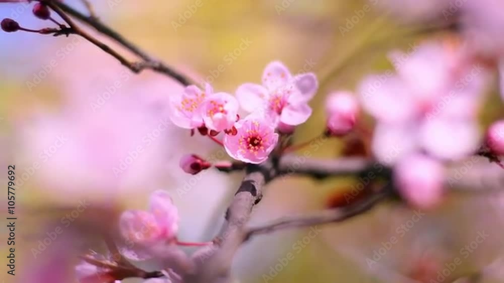 Superb close up panoramic view against blooming pink cherry branch trembling on the wind. Soft toned nature scene of Japanese Sakura in sunny day. Shallow dof. Slow motion full HD 1920x1080
Superb close up panoramic view against blooming pink cherry branch trembling on the wind. Soft toned nature scene of Japanese Sakura in sunny day. Shallow dof. Slow motion full HD 1920x1080