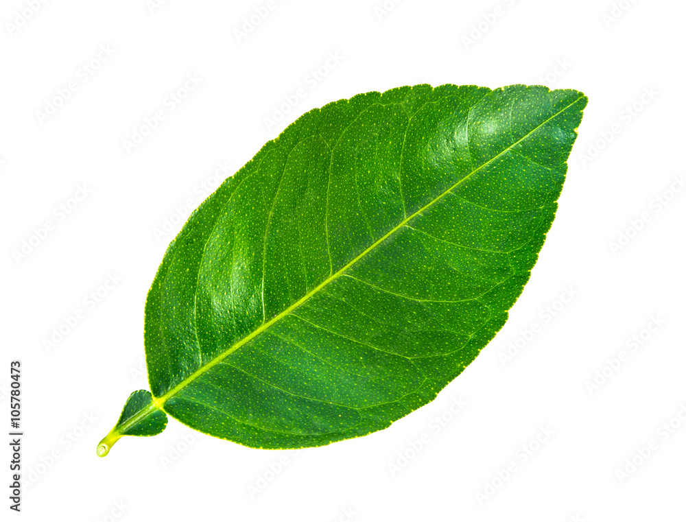Green leaf. Isolated on a white background Green leaf. Isolated on a white background