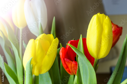 Tulips  isolated on white