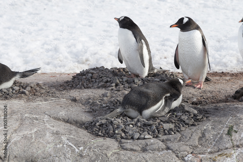 Obraz premium Nesting Gentoo penguins, Antarctica.