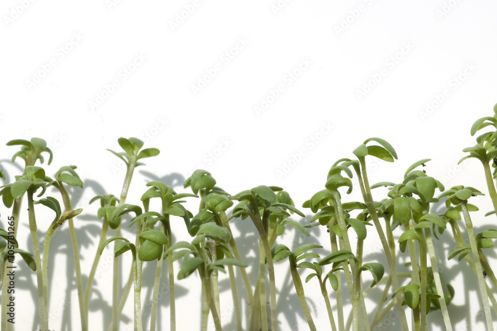 Gartenkresse; Lepidium Sativum Gartenkresse; Lepidium Sativum