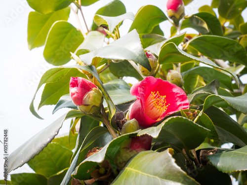 Flower of a camellia  Spring