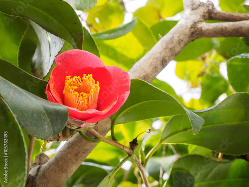 Fotografia, Obraz Flower of a red camellia