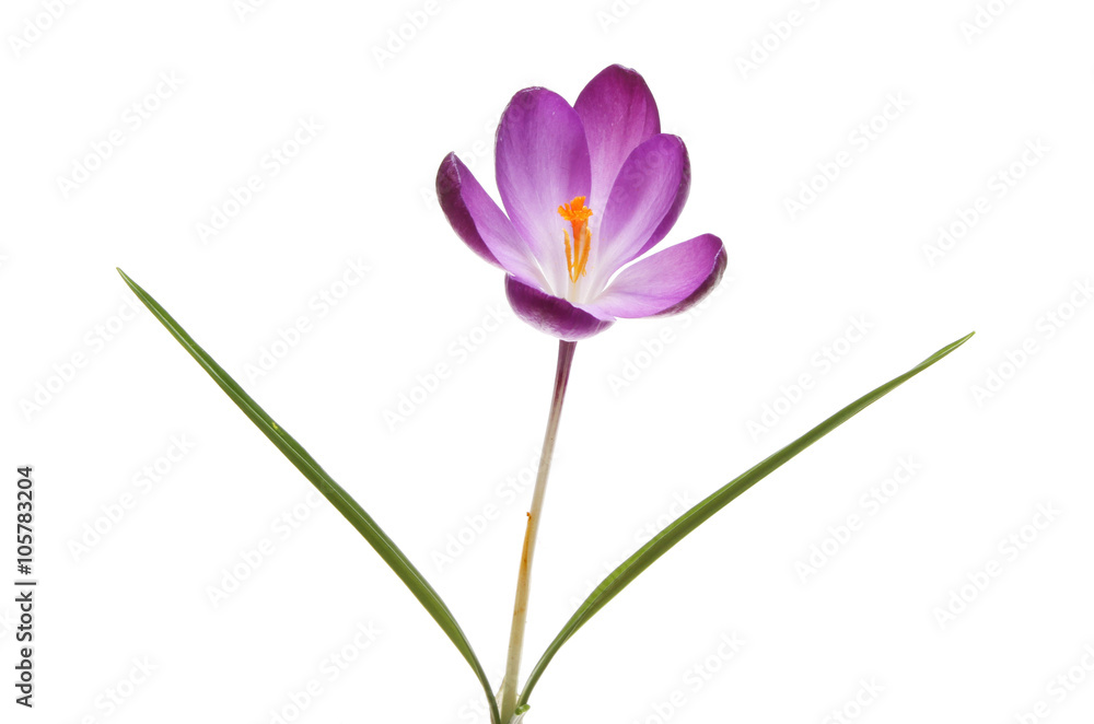 Purple Crocus flower