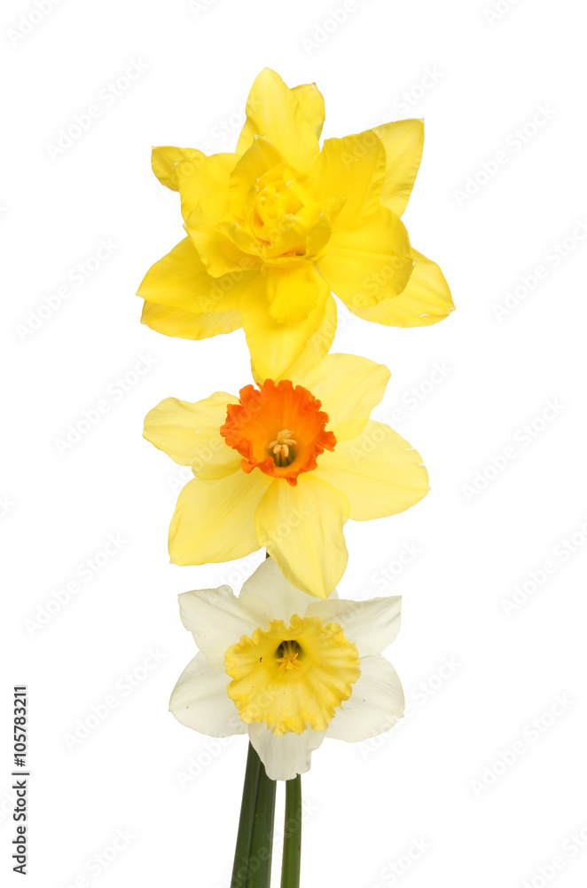Thee different Daffodils