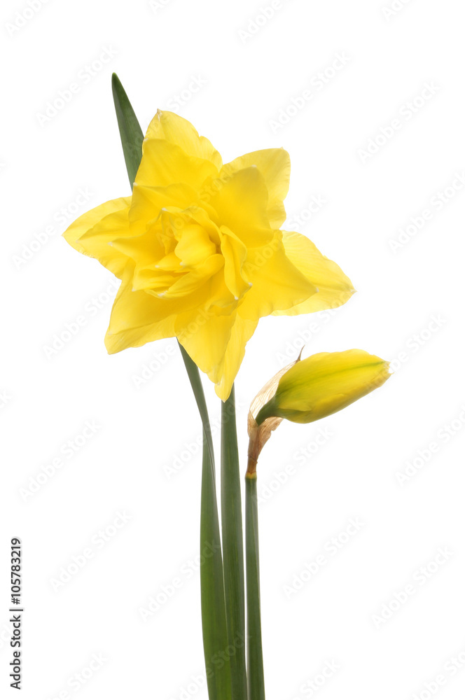 Bright yellow daffodil Bright yellow daffodil