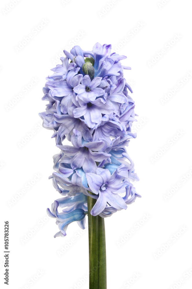 Fototapeta premium Hyacinth flower spike