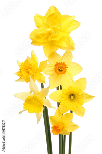 Fototapeta Naklejka Na Ścianę i Meble -  Arrangement of daffodils