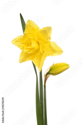 Bright yellow daffodil