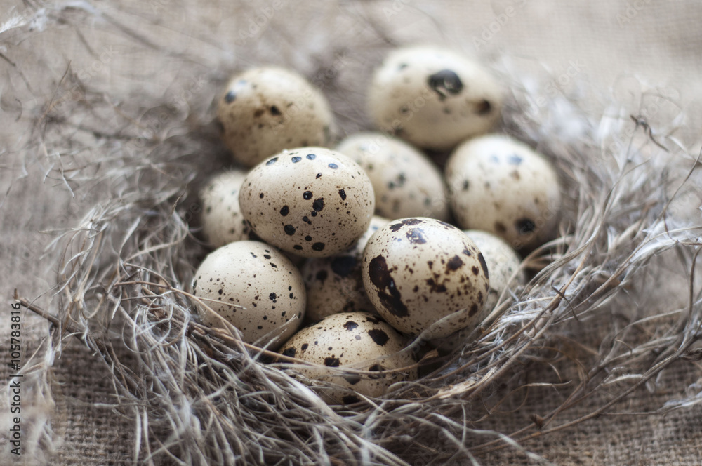 Nest with eggs of quails Nest with eggs of quails