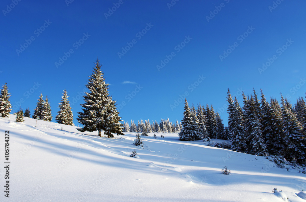 Winter trees in mountains covered with snow Winter trees in mountains covered with snow