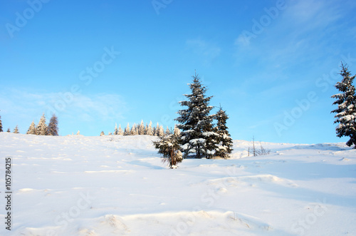 Wallpaper Mural Winter trees in mountains covered with snow Torontodigital.ca
