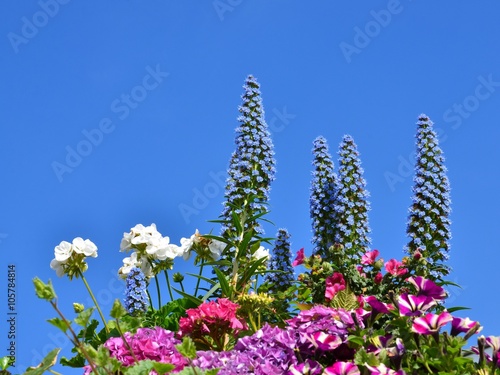 Bunte Blumendekoration mit Textfreiraum blauer Himmel photo