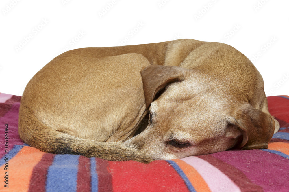 Cane che dorme
