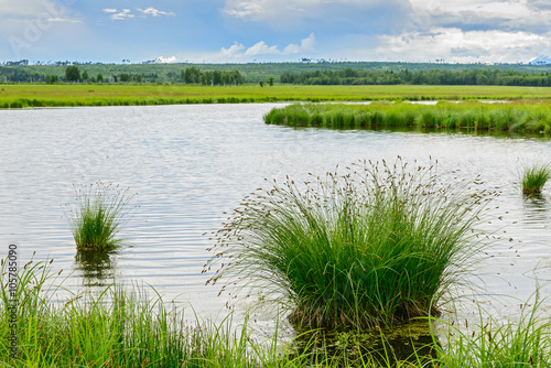 the tussock grass on the lake