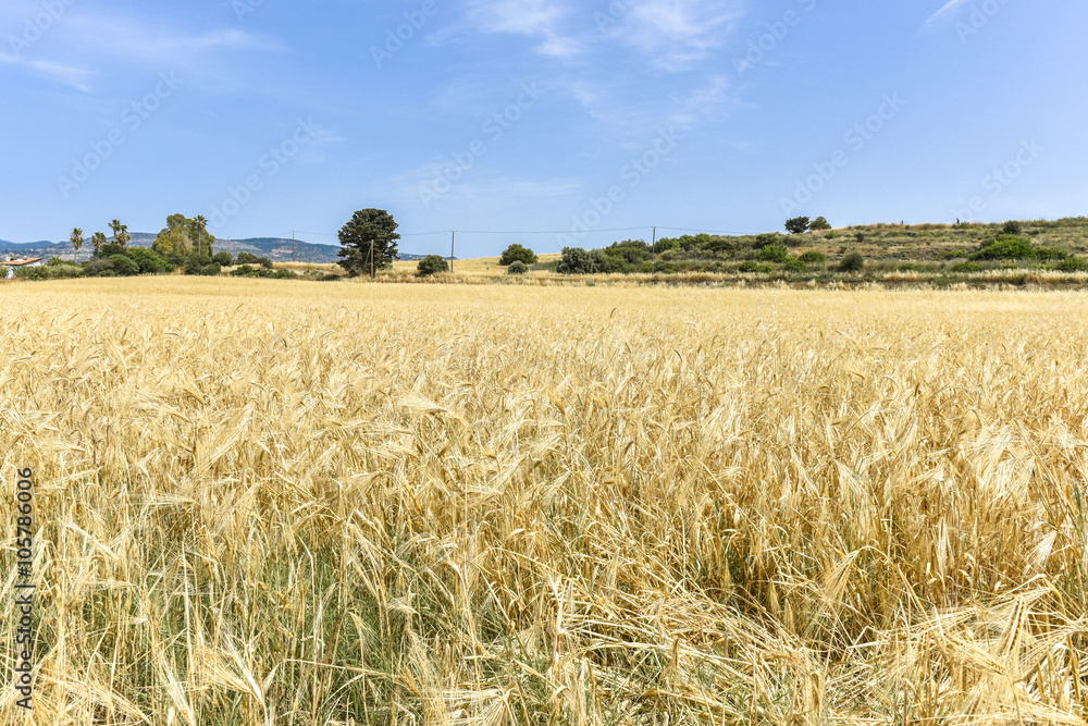 Поле пшениы