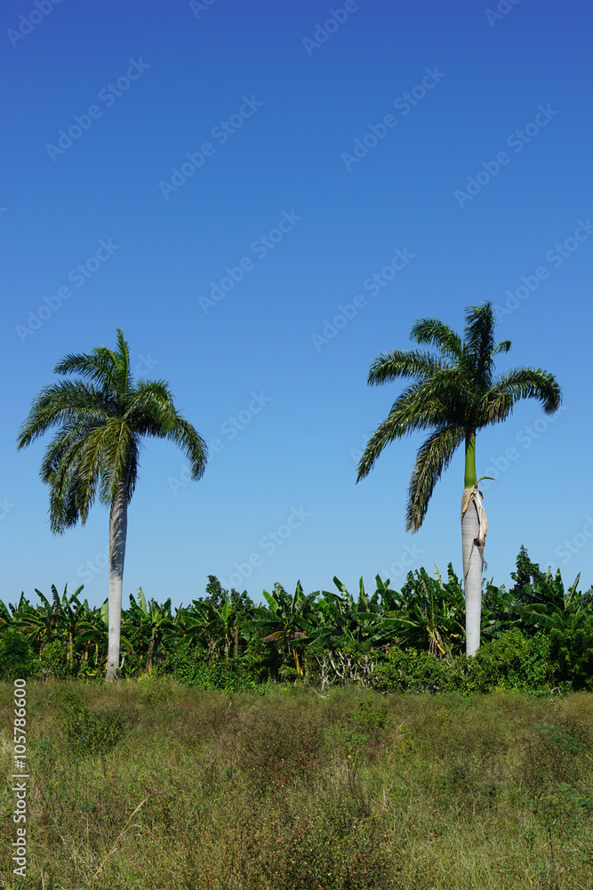 Fototapeta premium Tropical agricultural land