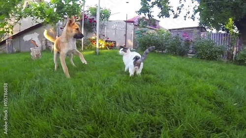 Cat and Dog, play fight